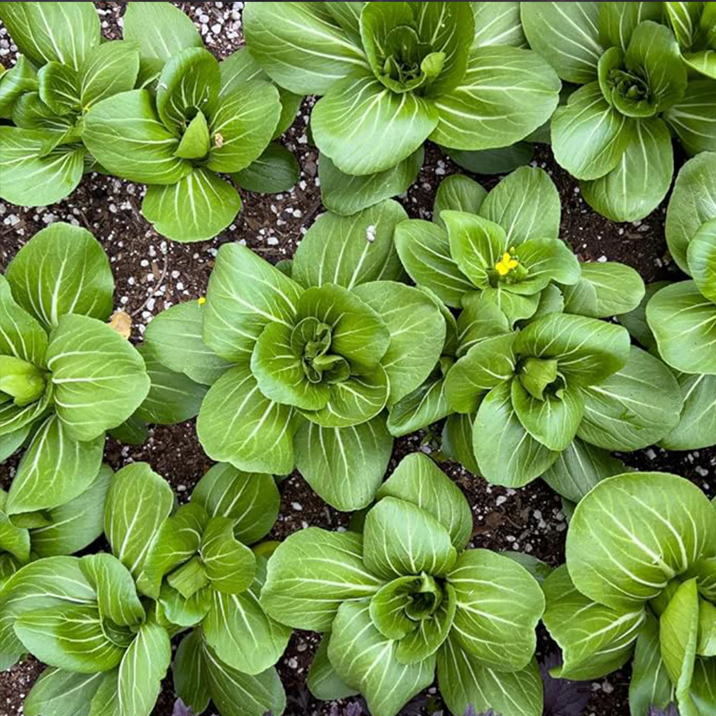 Bok Choy Seeds for Planting Cải Thìa AKA. Pak Choi, Chinese Cabbage, Bok Choi - Image 3
