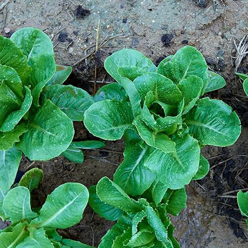 Parris Island Cos Romaine Lettuce Seeds Premium Vegetable Seeds - Image 2