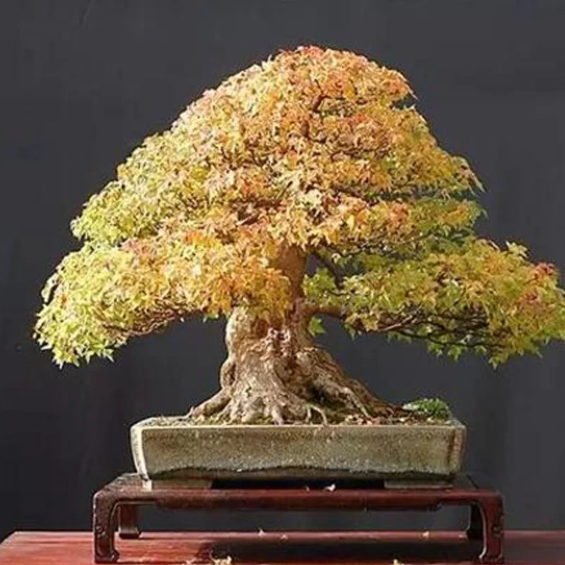 Bonsai Tree Trident Maple Seeds - Image 2