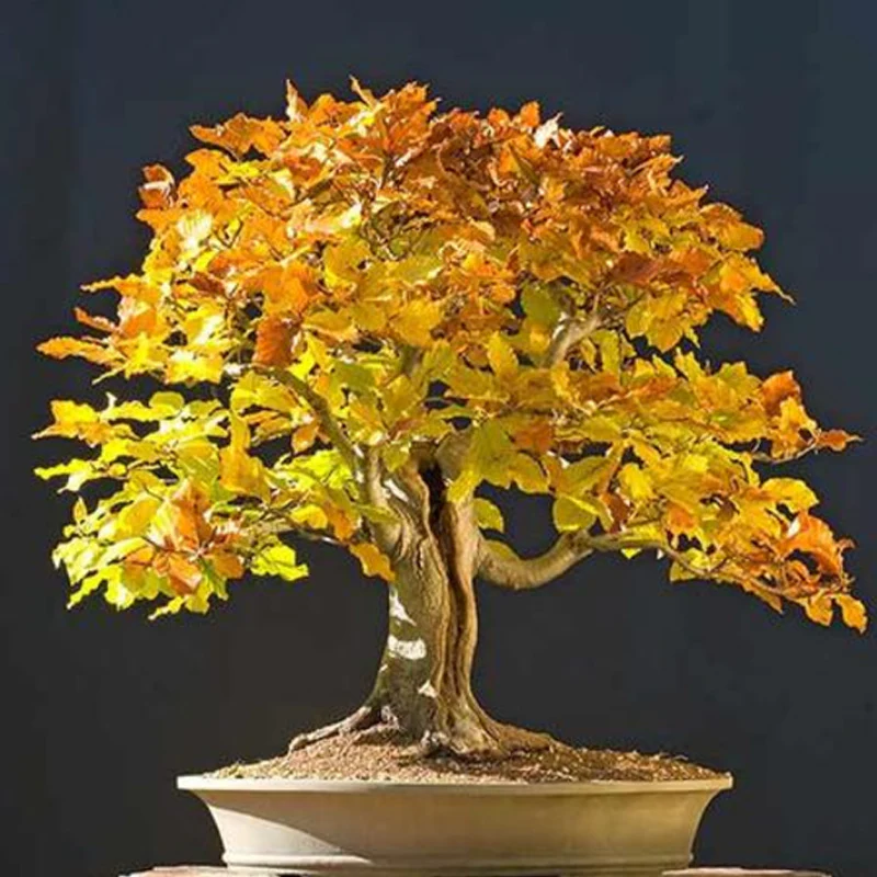 Bonsai Tree Trident Maple Seeds - Image 4