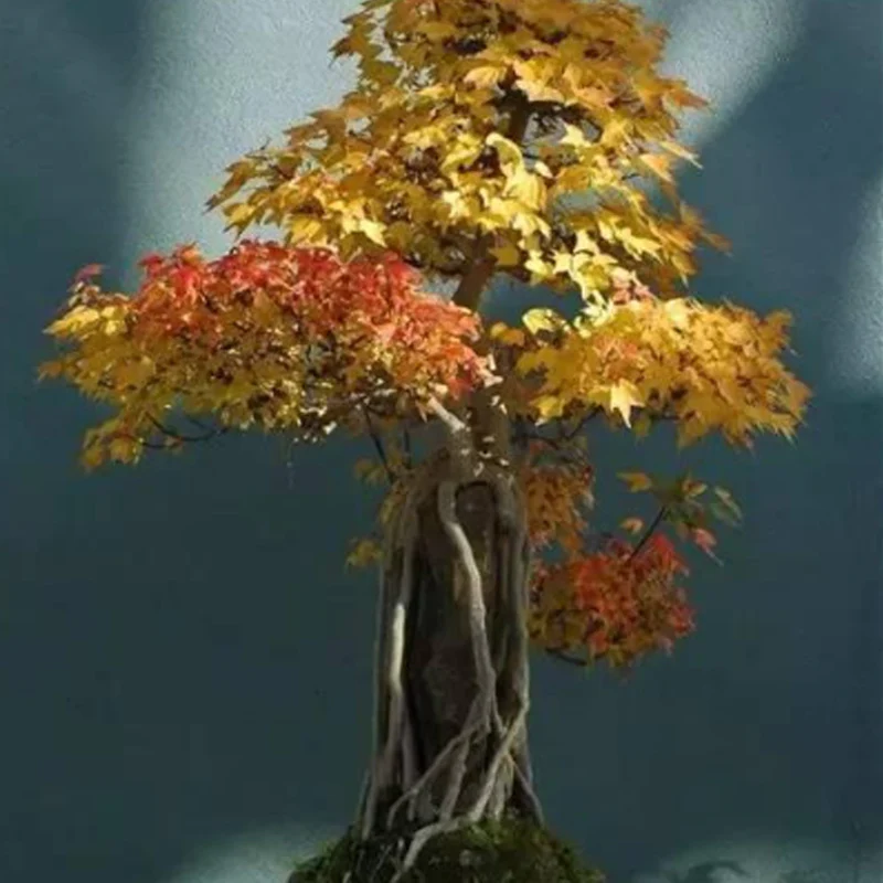 Bonsai Tree Trident Maple Seeds - Image 5
