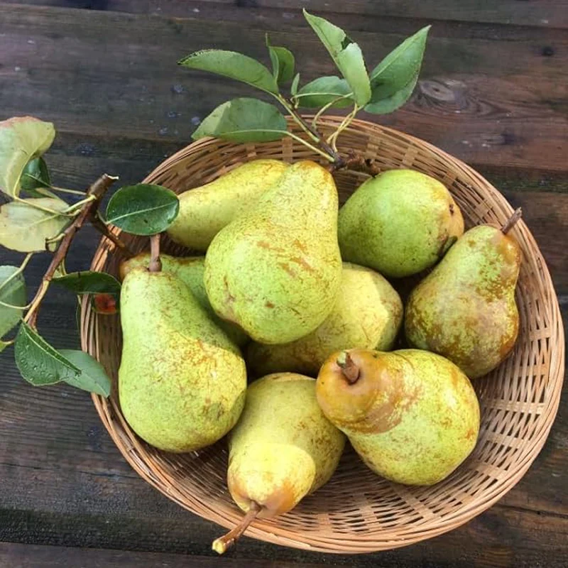 Common Pear Tree Fruit Seeds for Planting Outdoor Communis Fruit Plant Your Garden Home - Image 3