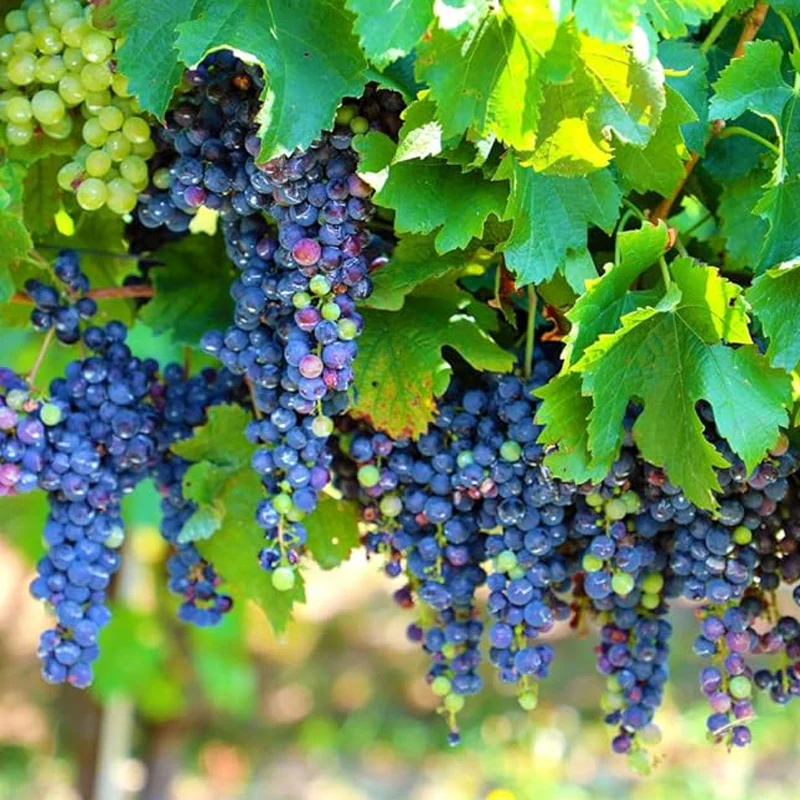 Grape Seeds Vine Fruit Seeds Mix Plant Home Garden - Image 3