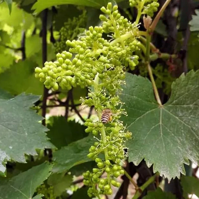 Grape Seeds Vine Fruit Seeds Mix Plant Home Garden - Image 4