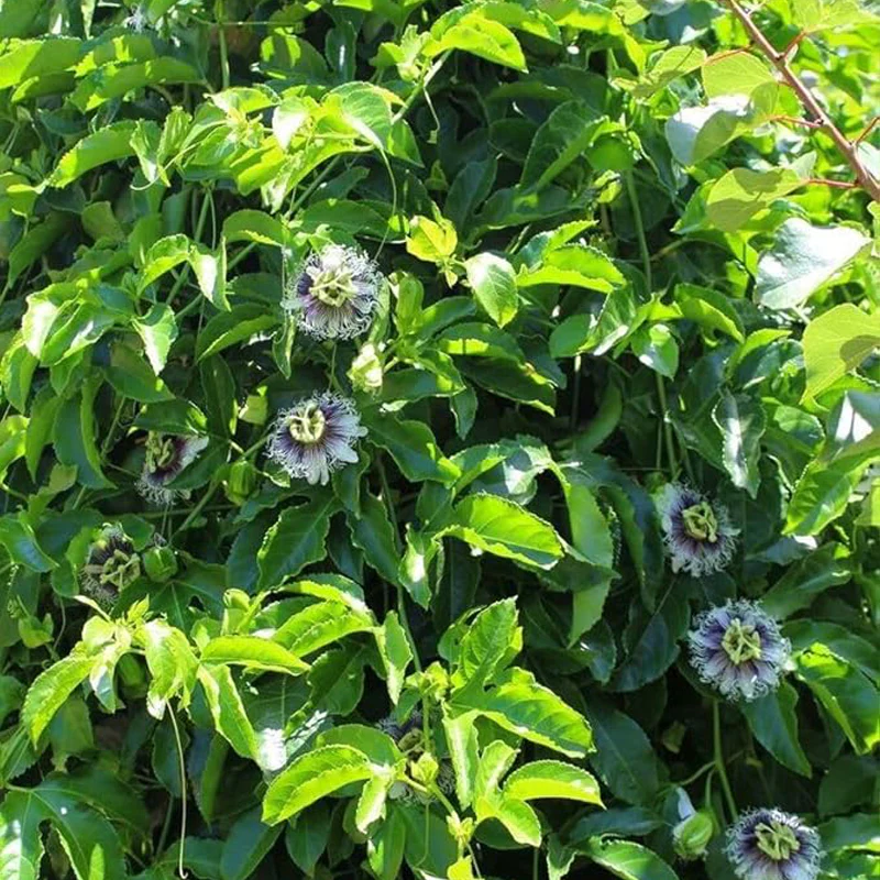 Passion Fruit Flower Seeds for Planting - Image 2