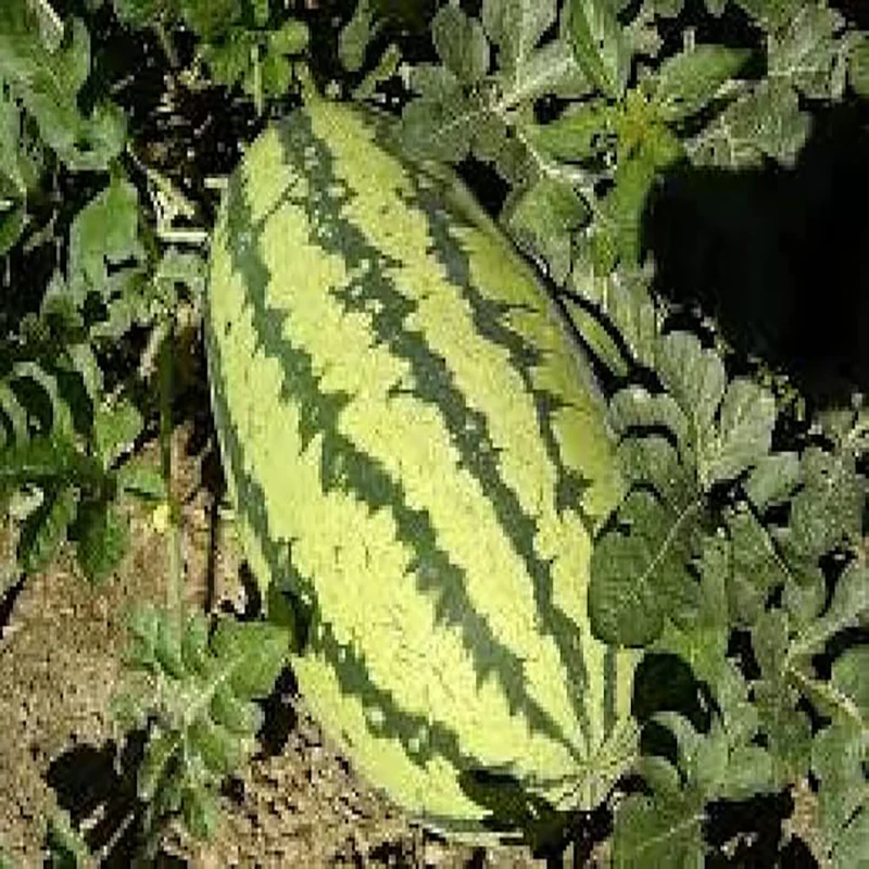 Jubilee Watermelon Seeds for Planting - Image 4