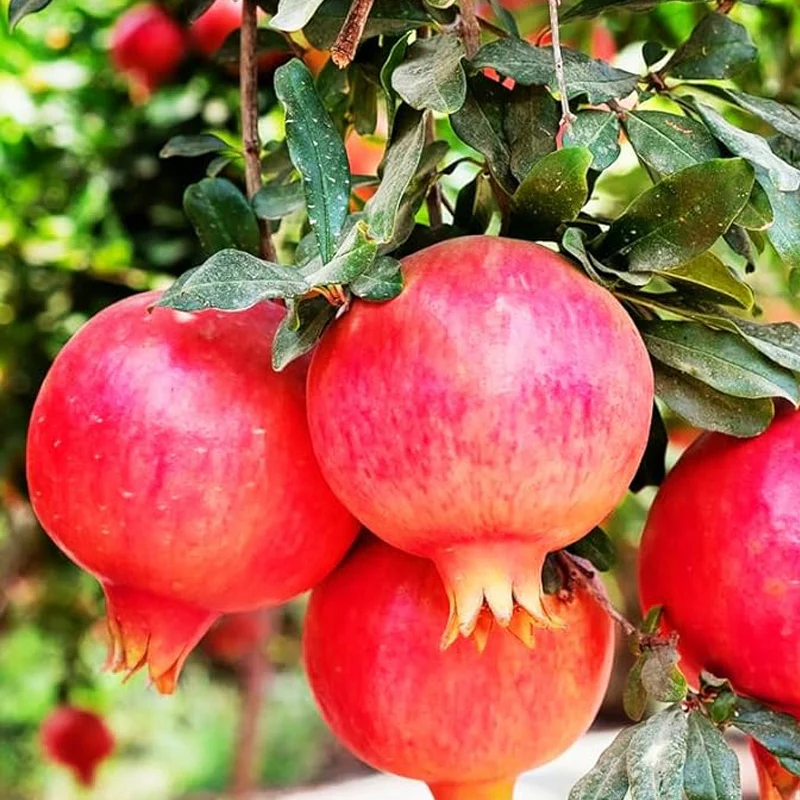 Pomegranate Fruit Tree Seeds for Planting Outdoor-Perennial Punica Granatum Seeds Tasty Sweet Great Home Garden Gift - Image 2