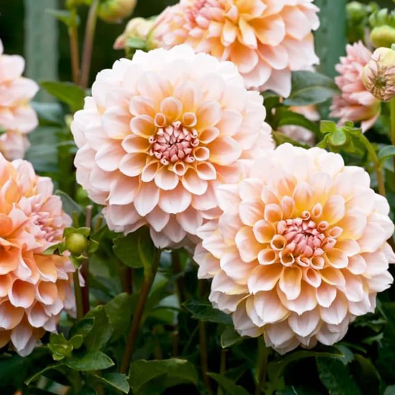 Perennial Dahlia Pompon Flower Seeds for Planting Outdoor - Image 3