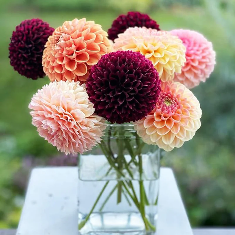 Perennial Dahlia Pompon Flower Seeds for Planting Outdoor - Image 4