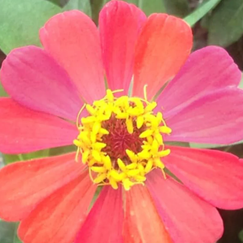 Mixed Zinnia Flower Seed Plant - Image 4