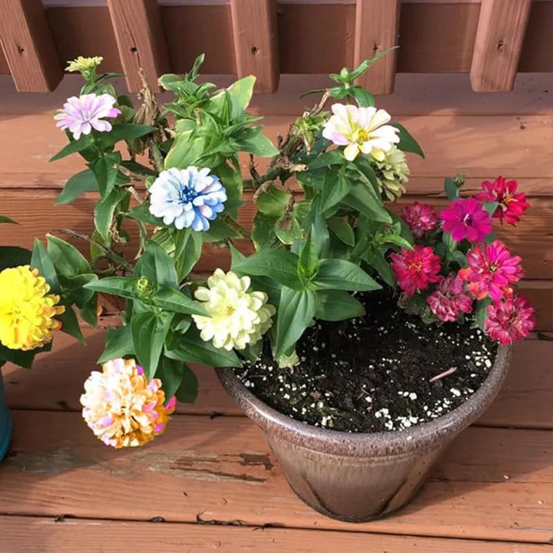Mixed Zinnia Flower Seed Plant - Image 5