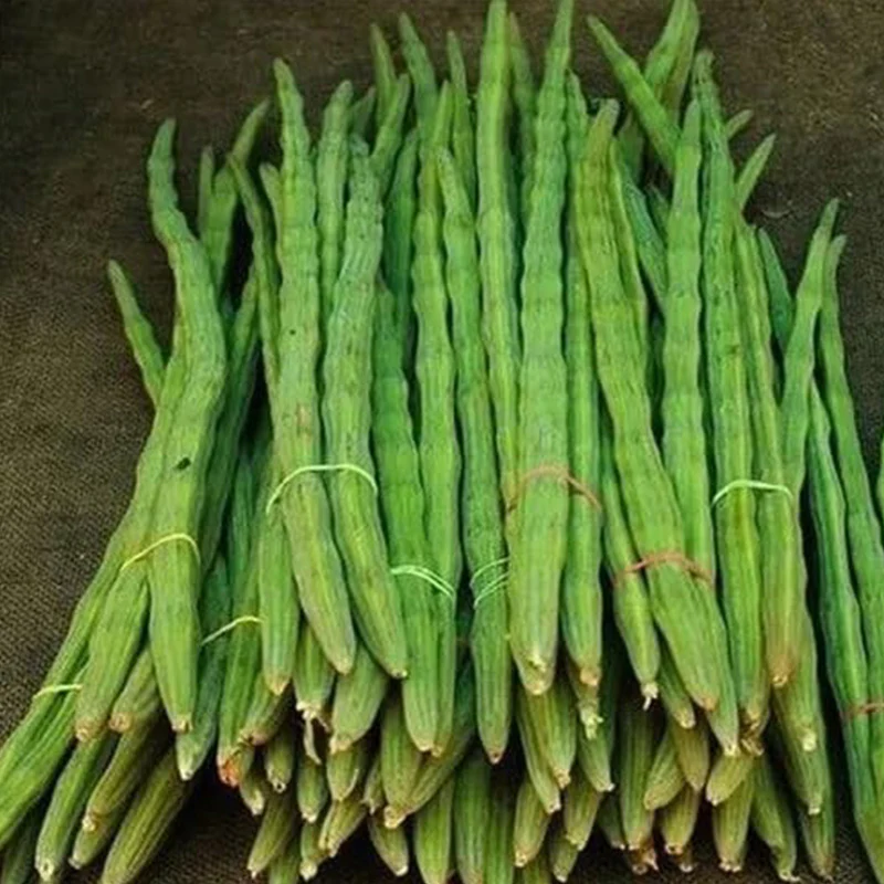 Drumstick Vegetable Seeds - Image 3