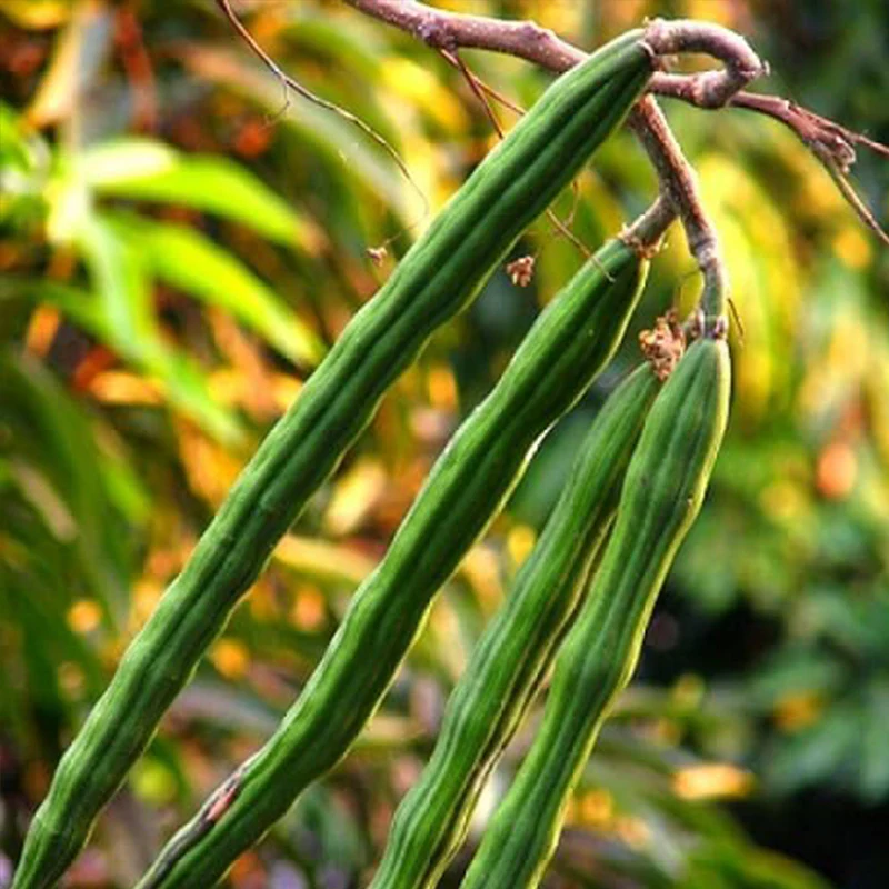 Drumstick Vegetable Seeds - Image 4