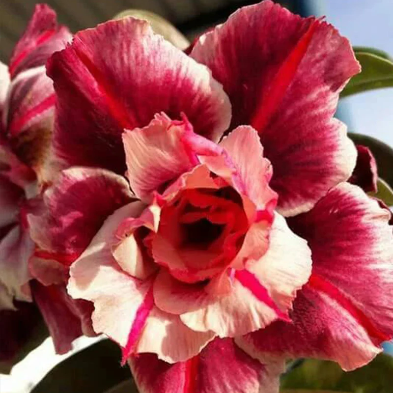 Adenium obesum Sugarism Seeds - Image 4