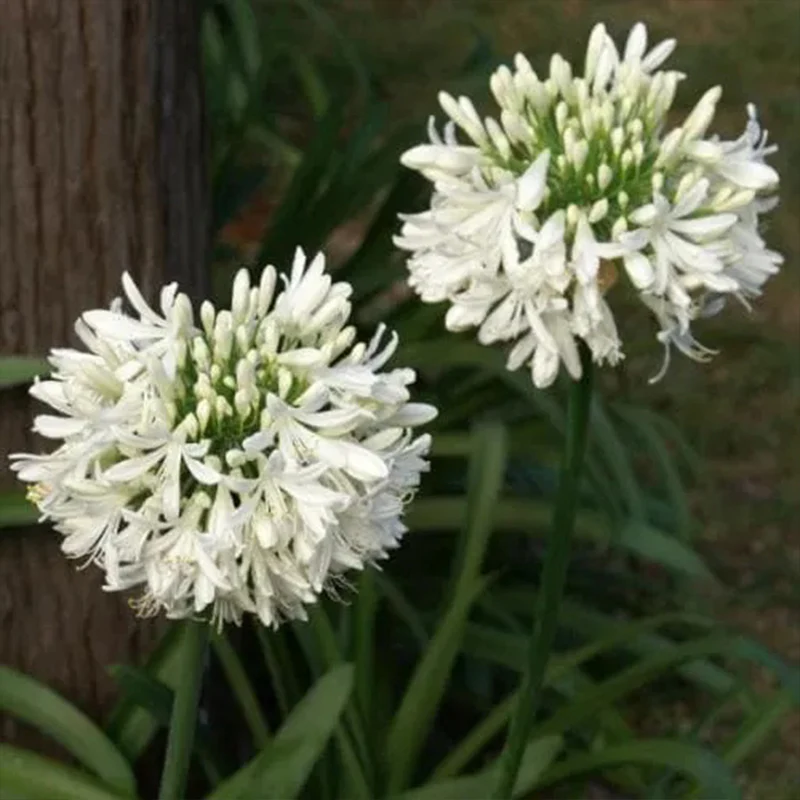 Agapanthus africanus 'Albus' - Image 2