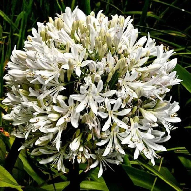 Agapanthus africanus 'Albus' - Image 3