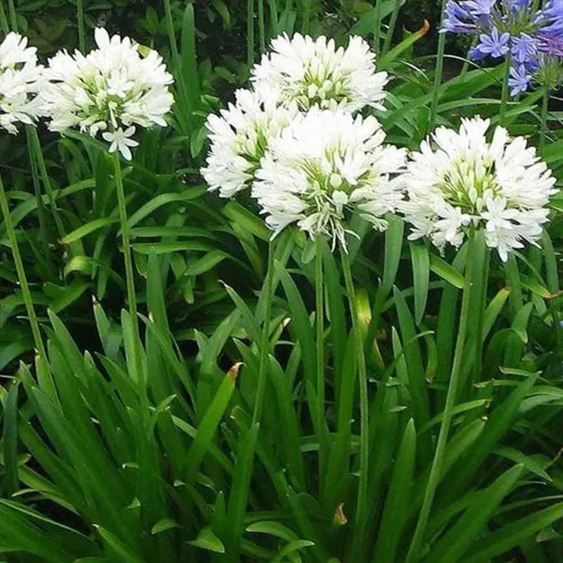 Agapanthus africanus 'Albus' - Image 4