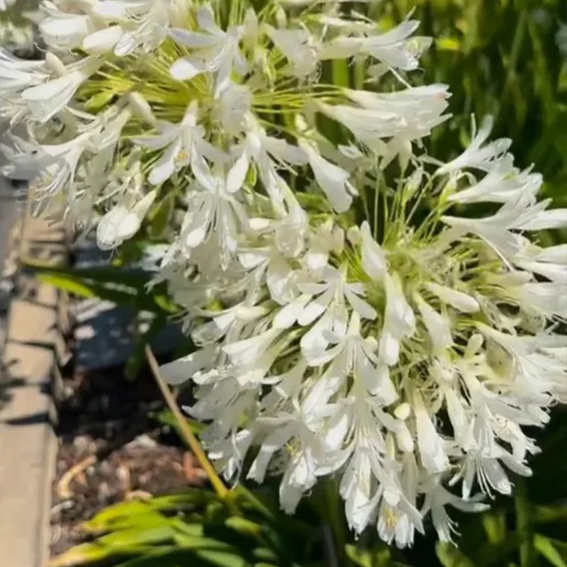 Agapanthus africanus 'Albus' - Image 5