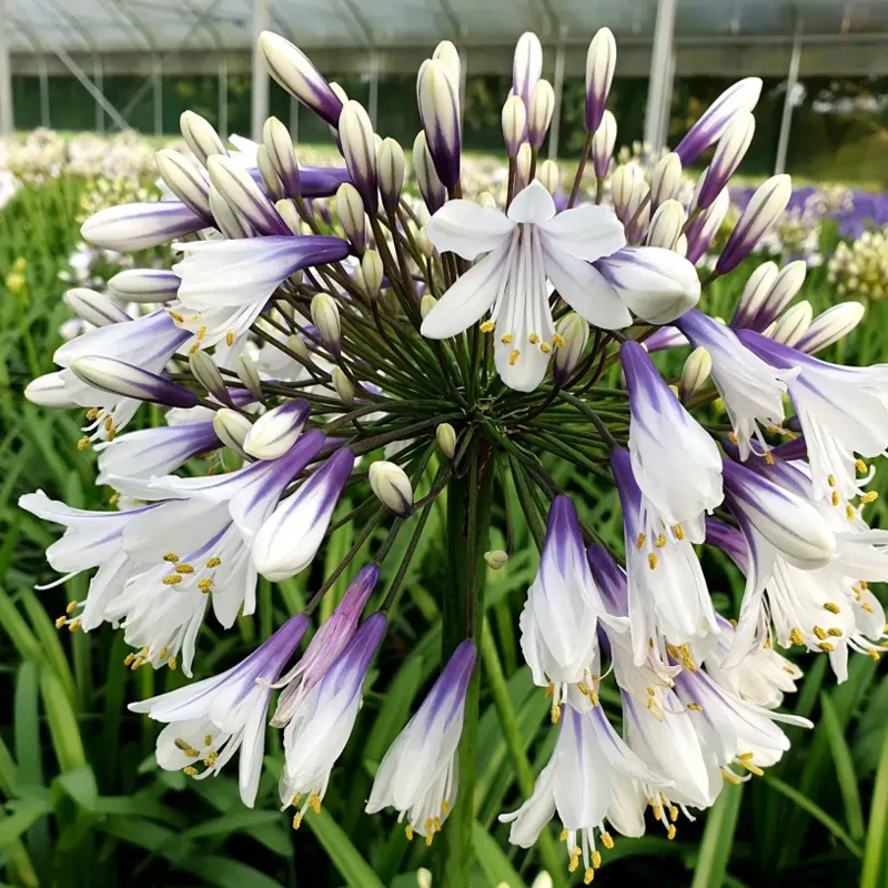 Agapanthus africanus 'Fireworks' - Image 4
