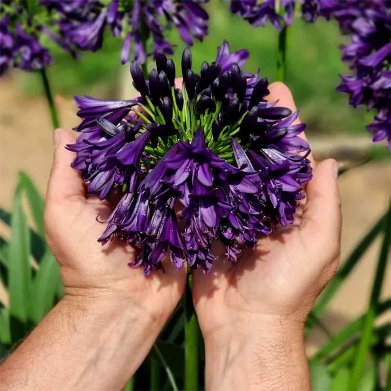 Agapanthus africanus 'Black Jack' - Image 3