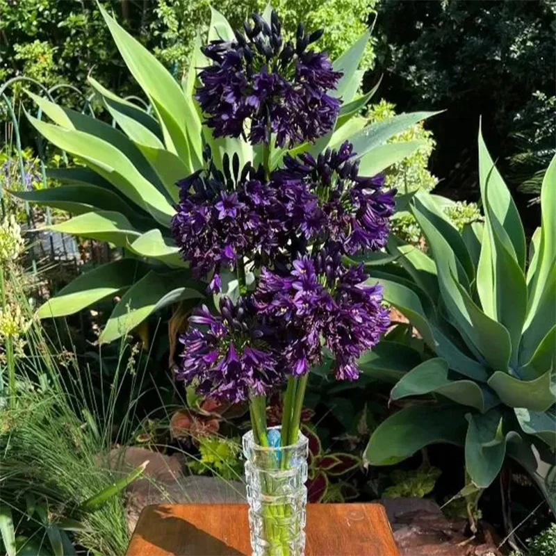 Agapanthus africanus 'Black Jack' - Image 5