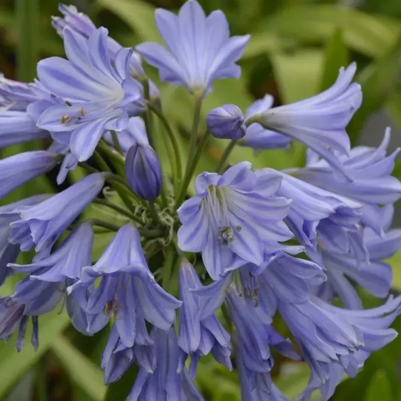 Agapanthus africanus 'Glenavon' - Image 5