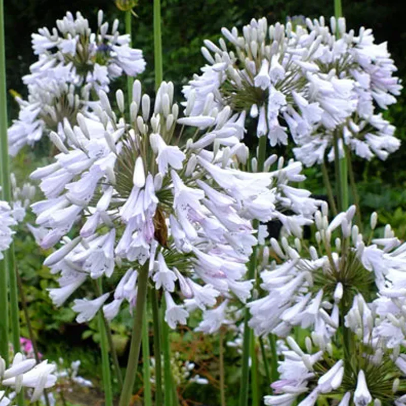 Agapanthus africanus 'Windsor Grey' - Image 3