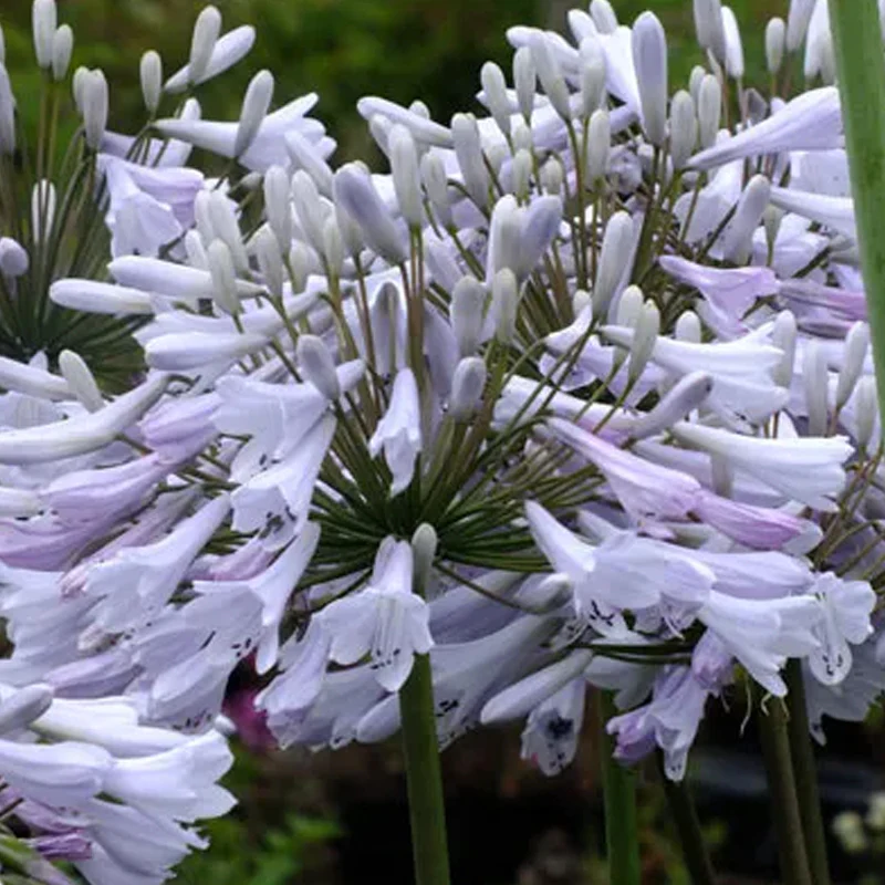 Agapanthus africanus 'Windsor Grey' - Image 5