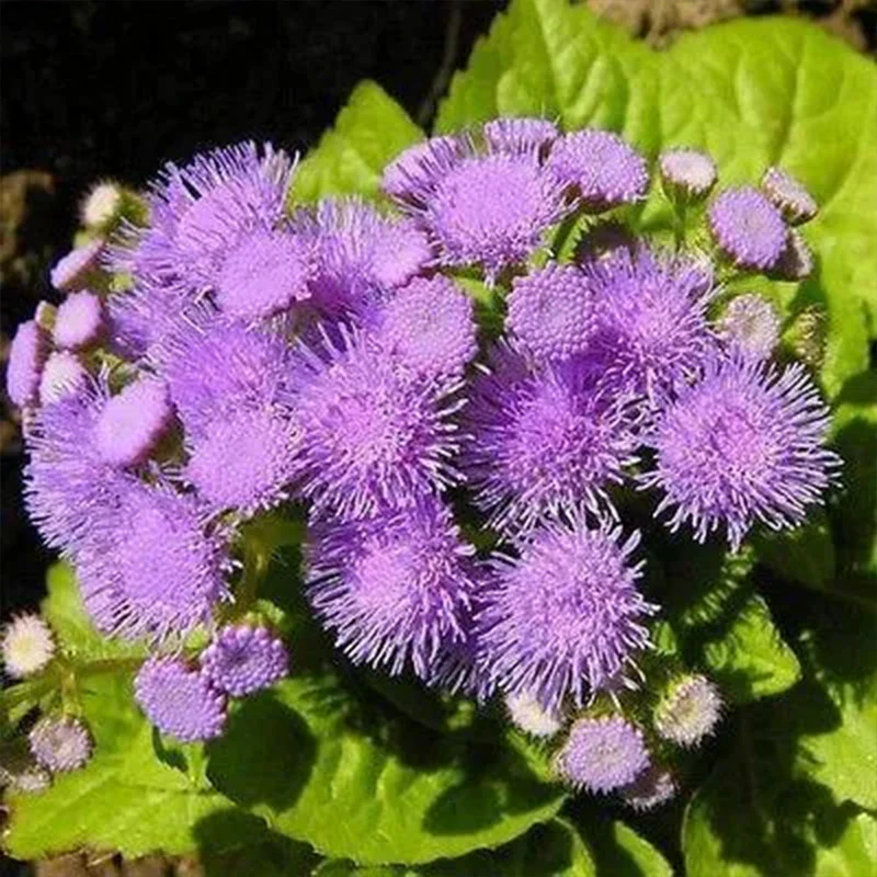 Ageratum Aloha Blue F1 - Image 2