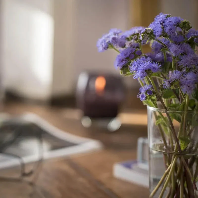 Ageratum Aloha Blue F1 - Image 3