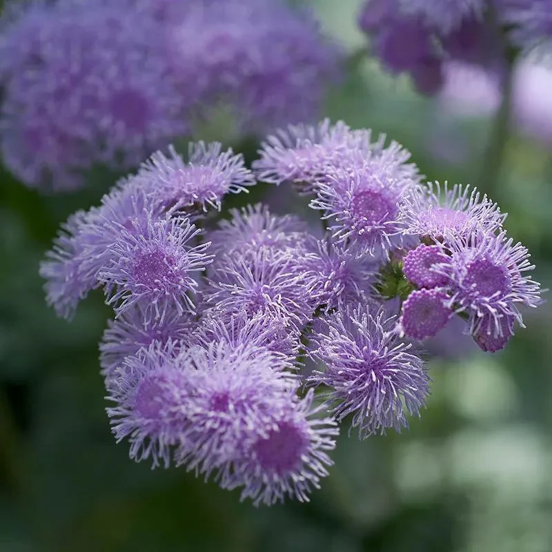 Ageratum Aloha Blue F1 - Image 4