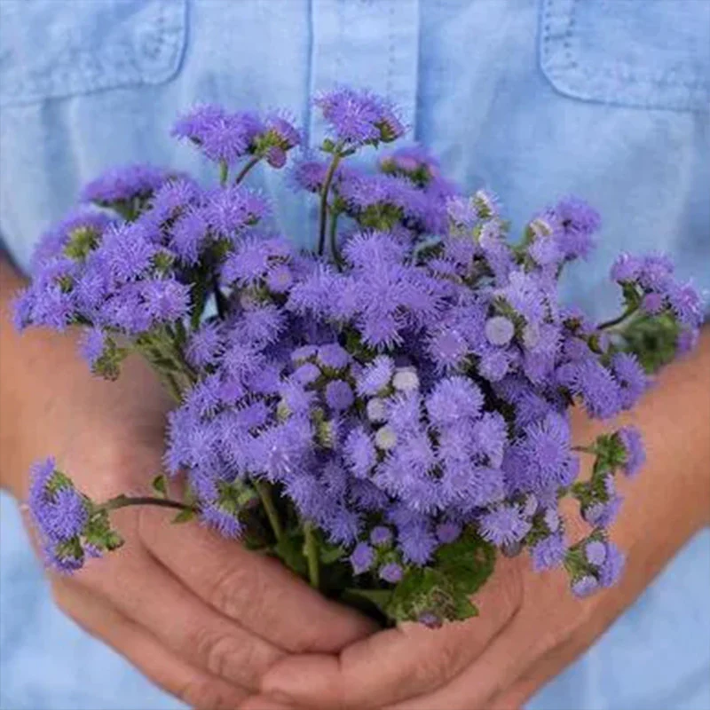 Ageratum Aloha Blue F1 - Image 5