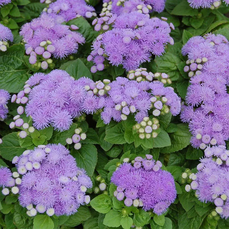 Ageratum Aloha Blue F1 - Image 6