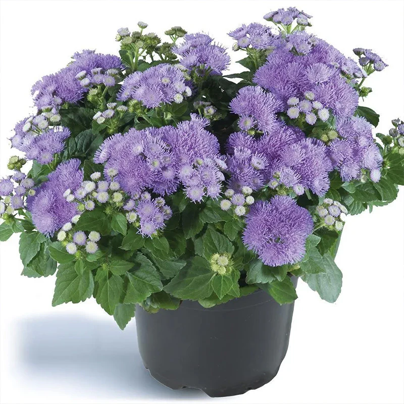 Ageratum Aloha Blue F1 - Image 7