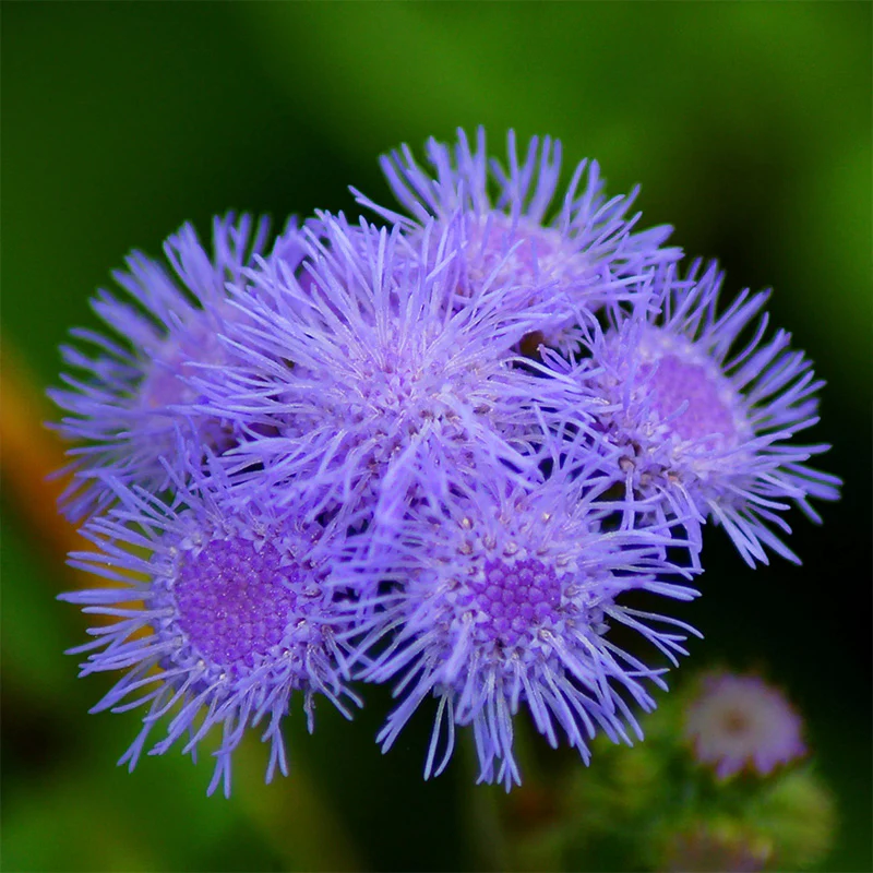 Ageratum Aloha Blue F1 - Image 8