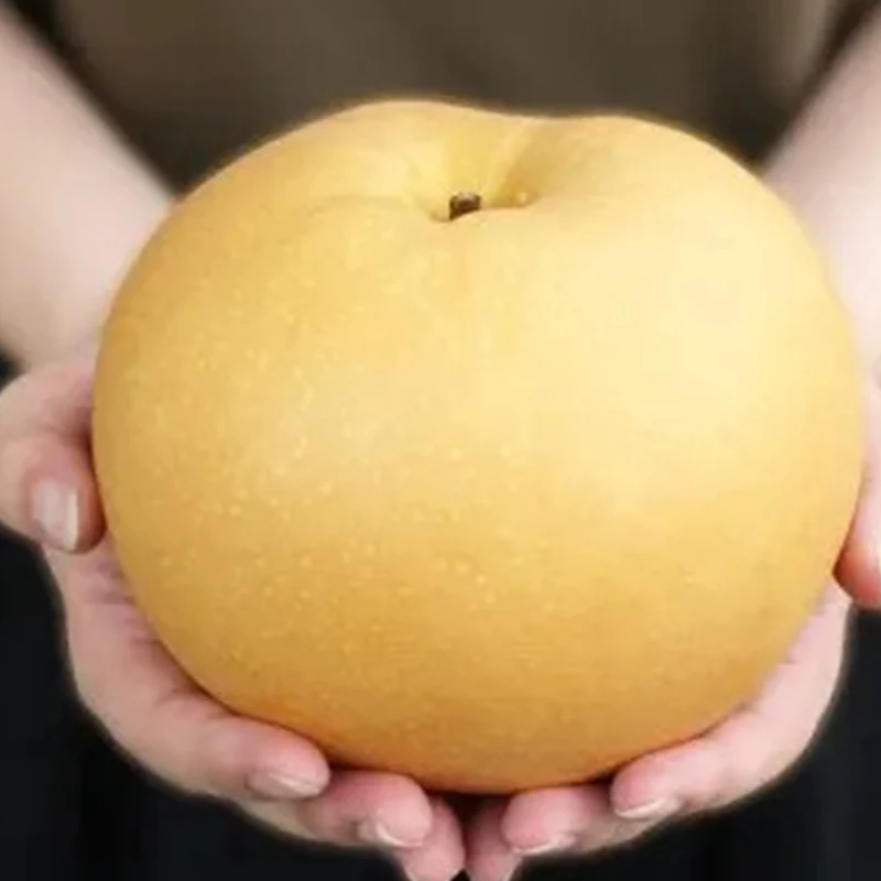 Akizuki Pear Seeds-Big, sweet, and juicy - Image 2
