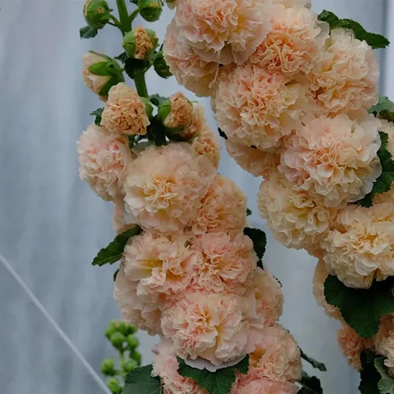 Alcea, Hollyhocks Peaches and Dreams - Image 3