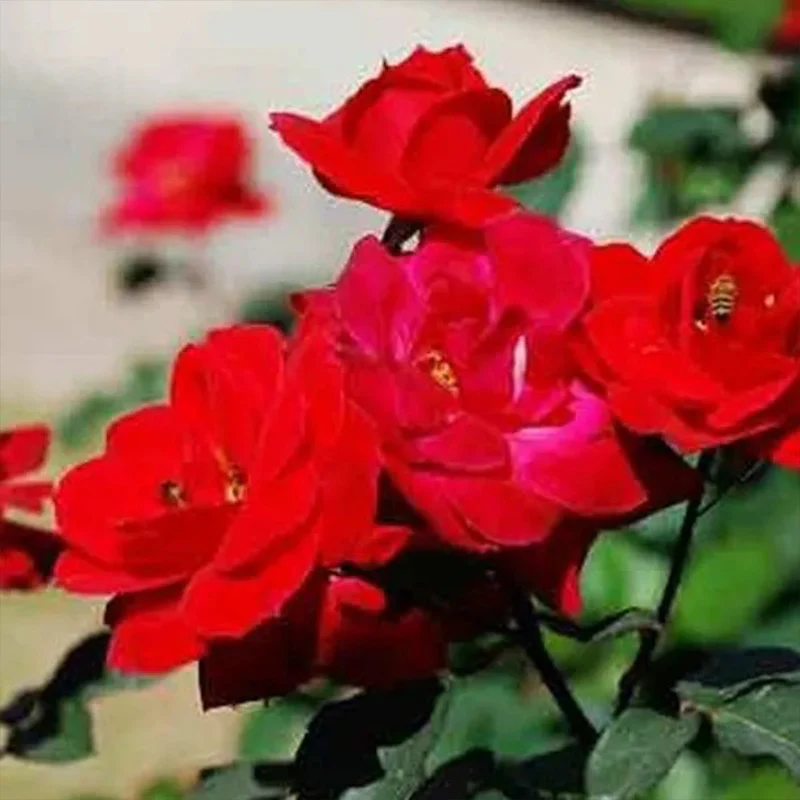 Alitissimo Climbing Rose Seeds - Image 5
