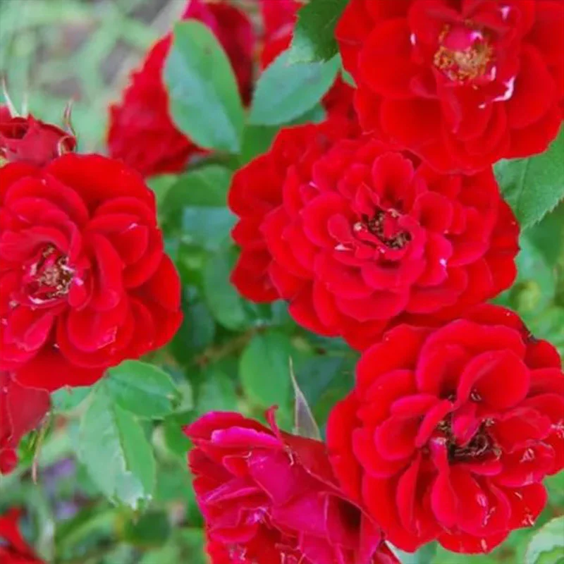 Alitissimo Climbing Rose Seeds - Image 7