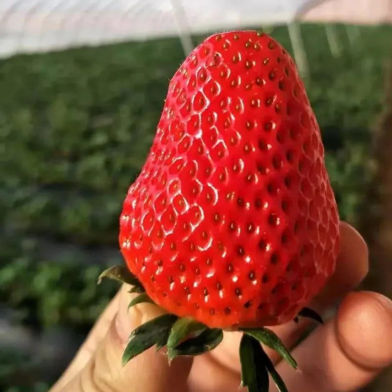 All-season Strawberry Seeds EverBloom Berries - Image 4