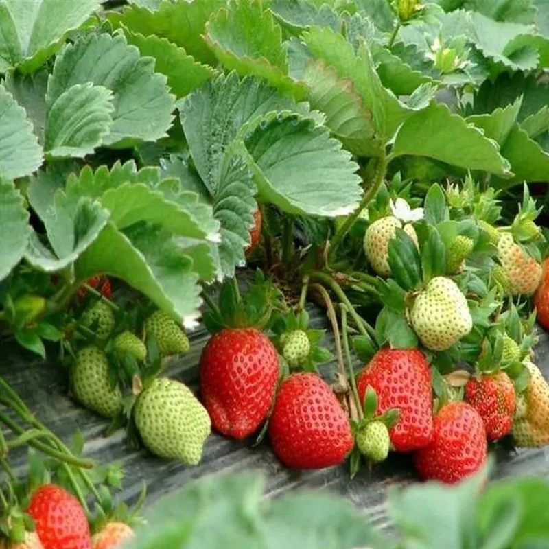 All-season Strawberry Seeds EverBloom Berries - Image 5