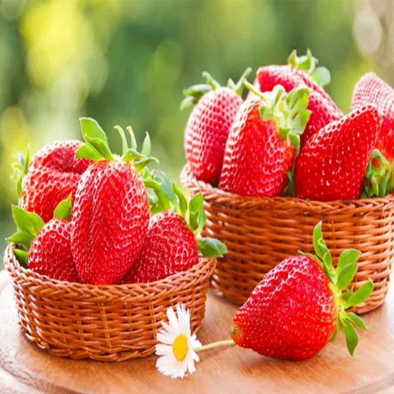 All-season Strawberry Seeds EverBloom Berries - Image 6