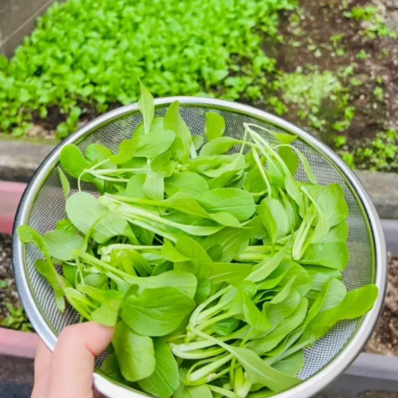 All Year Round Chicken Feather Vegetable Seeds - Image 5