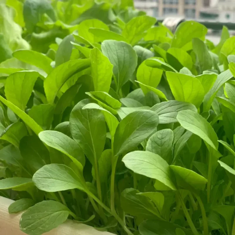 All Year Round Chicken Feather Vegetable Seeds - Image 6