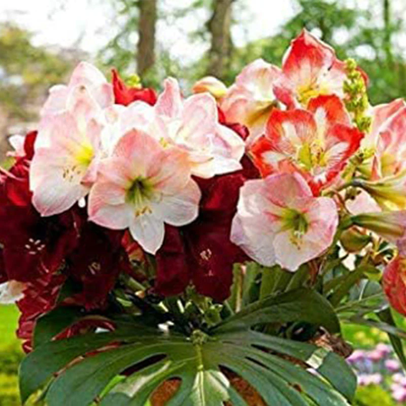 Amaryllis Flower Seeds - Image 3
