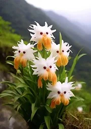 Amazing plants! Cat's eye dazzle - Image 5