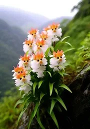 Amazing plants! Cat's eye dazzle - Image 7