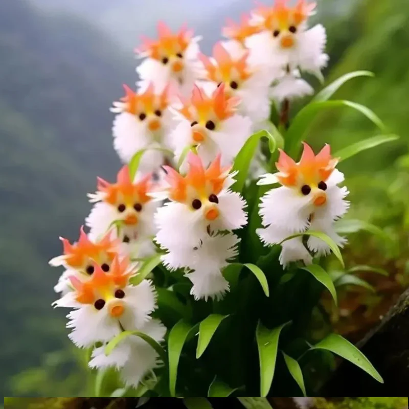Amazing plants! Cat's eye dazzle - Image 5