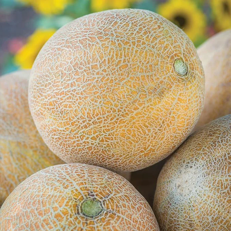 Ambrosia Cantaloupe Melon Seeds - Image 3