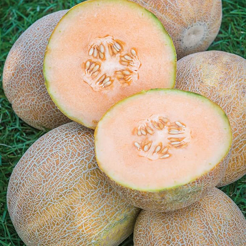 Ambrosia Cantaloupe Melon Seeds - Image 2